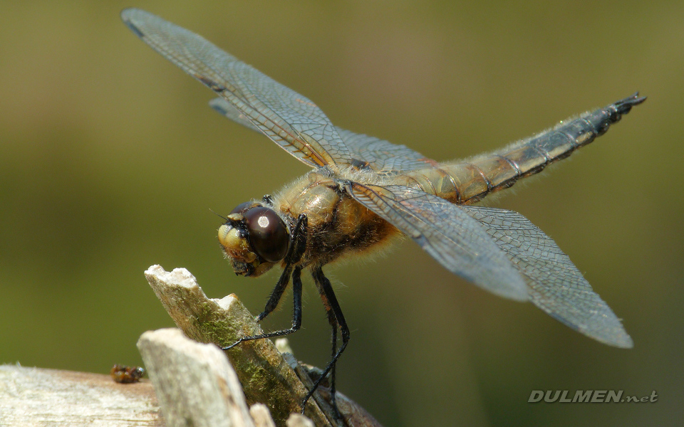 Four-spotted Chaser (Male, Libellula quadrimaculata)